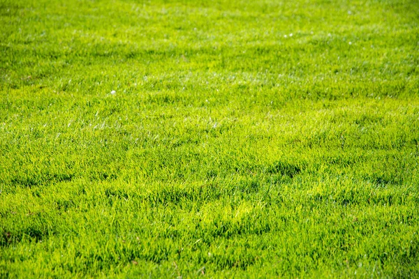 Short green grass background — Stock Photo, Image