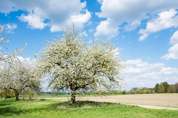 開花果樹と草原 — ストック写真