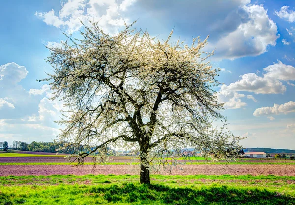 Łąka z kwitnących drzew owocowych — Zdjęcie stockowe