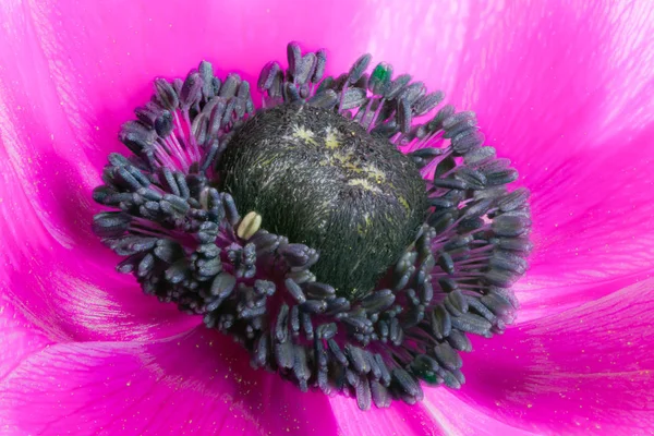 Purple anemone flower blossom — Stock Photo, Image