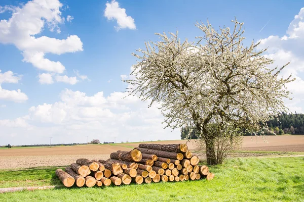 Meadow with a flowering fruit tree — Stock Photo, Image