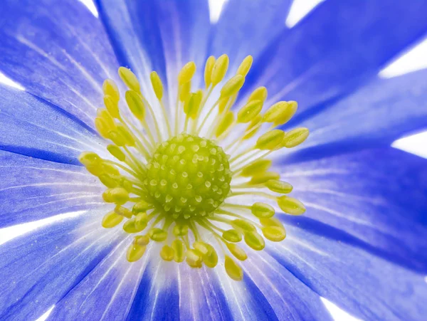 Blue winter windflower anemone blanda — Stock Photo, Image