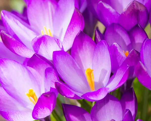 Purple crocus flower blossoms background — Stock Photo, Image