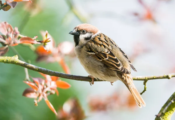 Eurasian Tree Sparrow sitting on a twig — Stock Photo, Image