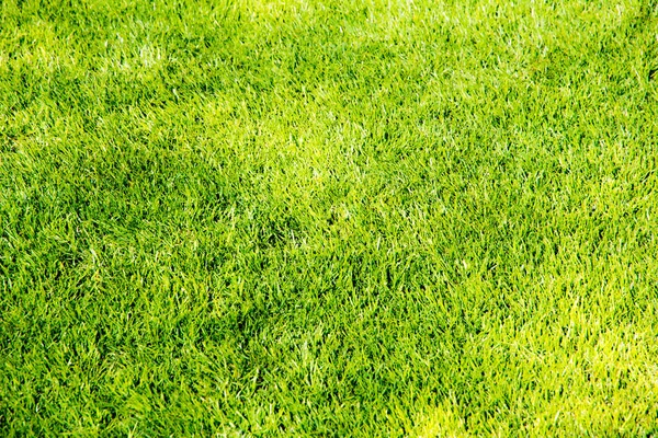 Short green grass background — Stock Photo, Image