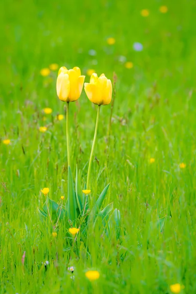 Tulipány v Květinová louka — Stock fotografie