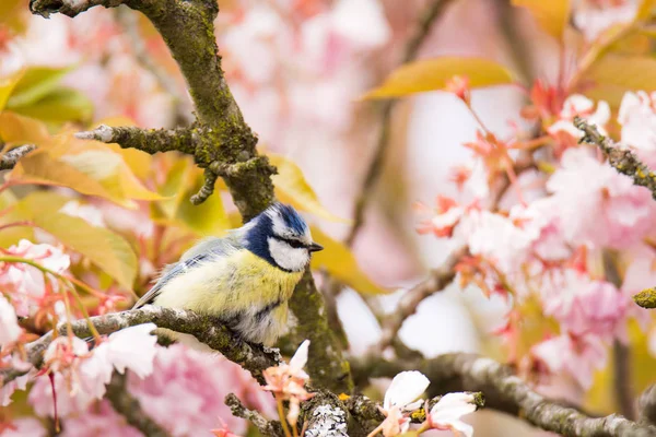 Peito azul em uma árvore de cereja florida — Fotografia de Stock