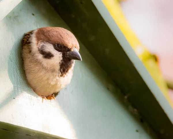 Der eurasische Baumsperling im Vogelhaus — Stockfoto