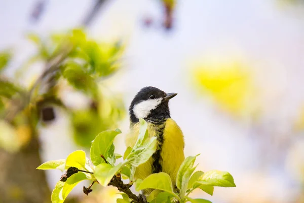 Gran pájaro Tit sentado en una rama de árbol —  Fotos de Stock