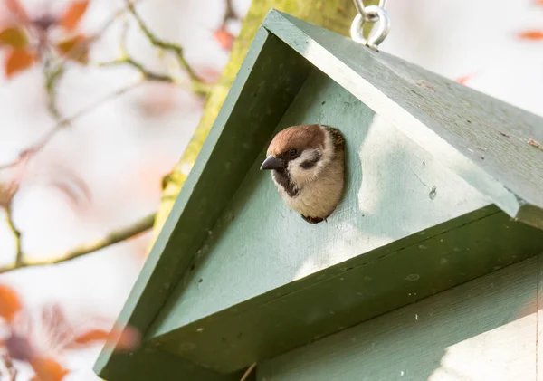 Mazurek w Birdhouse — Zdjęcie stockowe