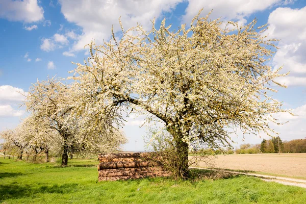 Meadow with flowering fruit trees — Stock Photo, Image