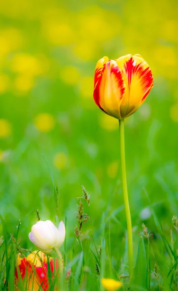 Tulips in a flower meadow — Stock Photo, Image