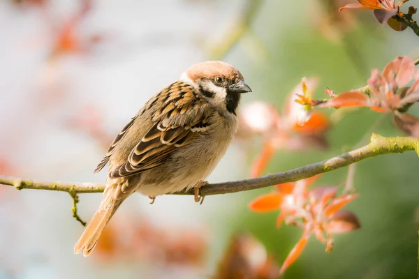 Eurasian Tree Sparrow sitting on a twig — Stock Photo, Image