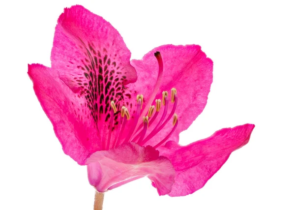 Närbild av en rosa isolerade Rhododendron blomma blomma — Stockfoto