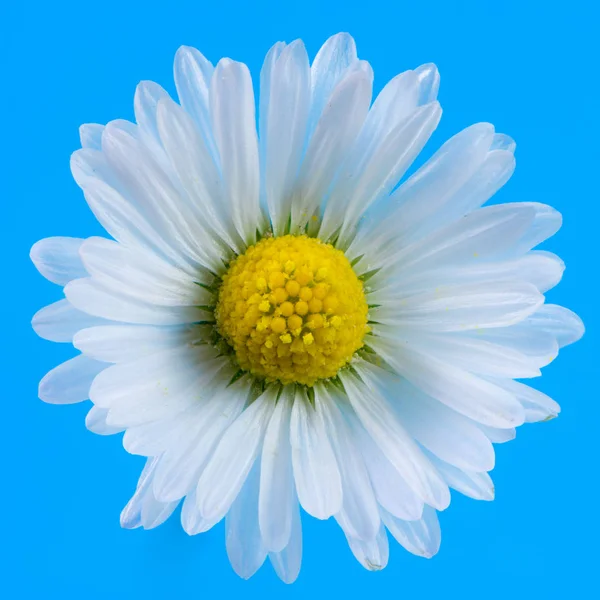 Macro of a daisy flower blossom — Stock Photo, Image