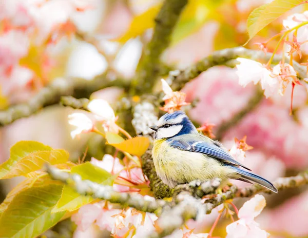 Blue tit in a flowering cherry tree — Stock Photo, Image