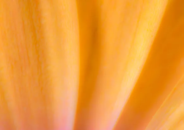 Abstrakte orange natürliche Blume Hintergrund — Stockfoto