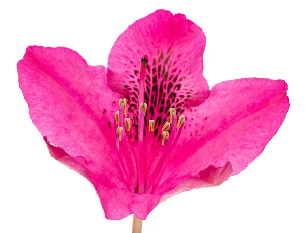 Макрос рожевого ізольованого квітки Рододендрона — стокове фото