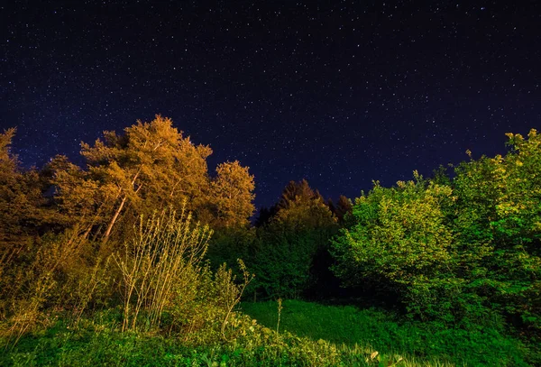 Beleuchtete Bäume ein Nachthimmel mit Sternen — Stockfoto