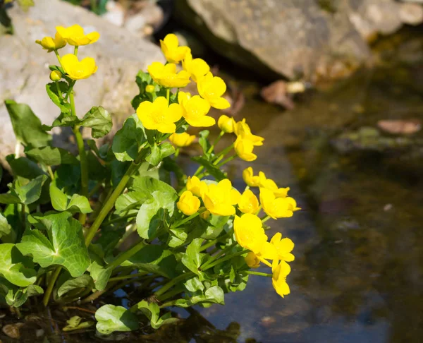 Květiny žluté kingcup na vodu — Stock fotografie