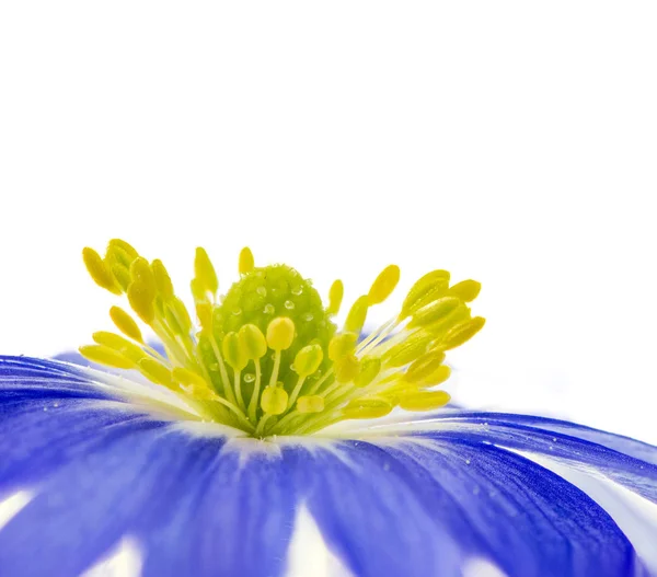 Isolated blue winter windflower anemone blanda — Stock Photo, Image