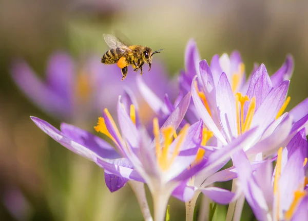 Ape volante che impollina un fiore di croco viola — Foto Stock