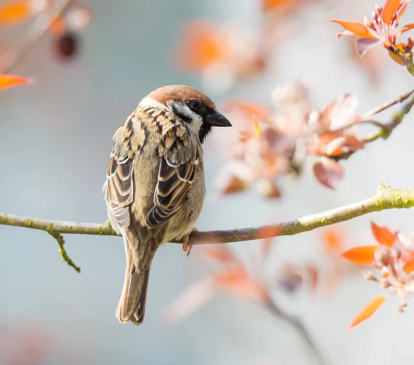 Eurasian Tree Sparrow sitting on a twig — Stock Photo, Image