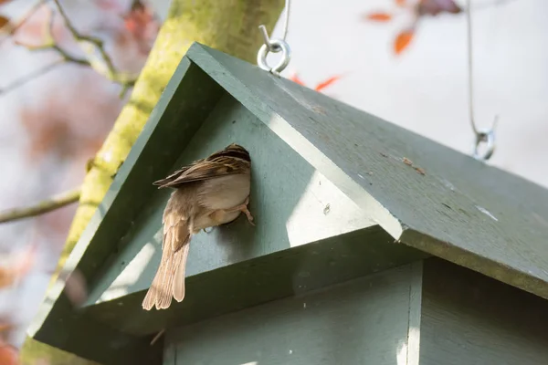 Eurasian Tree Sparrow in a Birdhouse — Stock Photo, Image