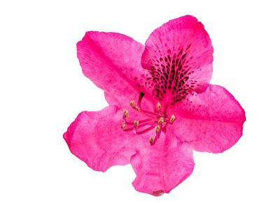 Makro pembe bir izole ormangülü çiçek çiçek