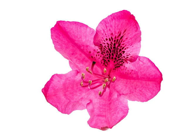 Macro di un fiore di Rododendro isolato rosa — Foto Stock