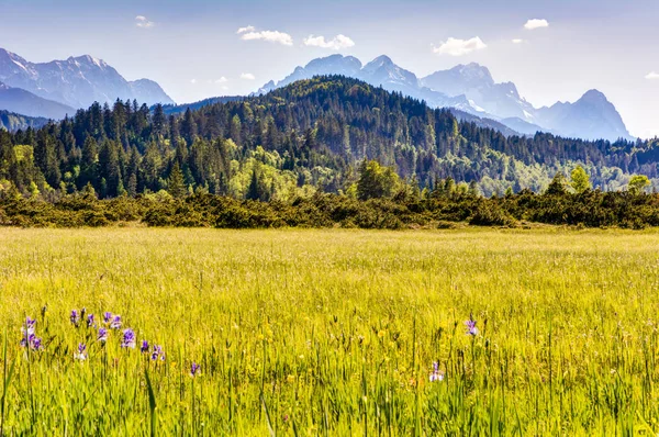 Prairie fleurie dans les Alpes bavaroises — Photo