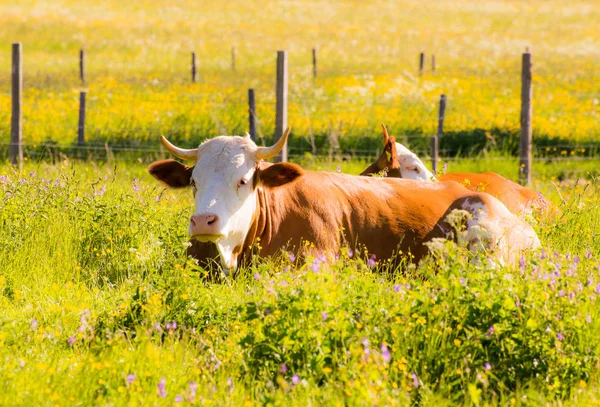 Органическое земледелие счастливых коров — стоковое фото