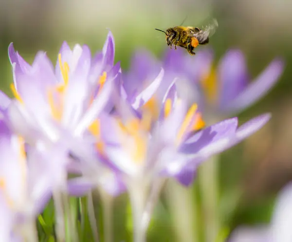 Flygende honningbie bestøver en lilla krokusblomst – stockfoto