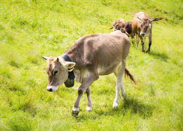 Agricoltura biologica con vacche felici — Foto Stock