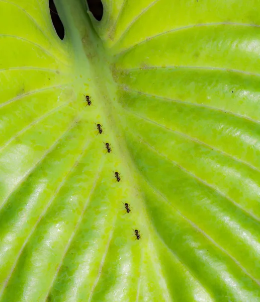 アリは、hosta 植物の緑の葉 — ストック写真