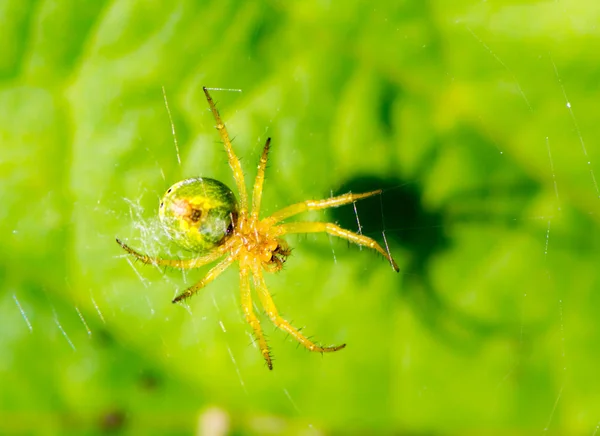 黄瓜绿蜘蛛 (Araniella cucurbitina) 在其网络 — 图库照片