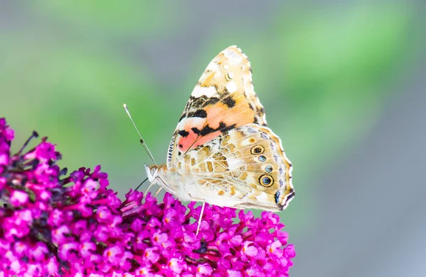 Papillon laïc peint recueillant le nectar à une fleur de budleja — Photo