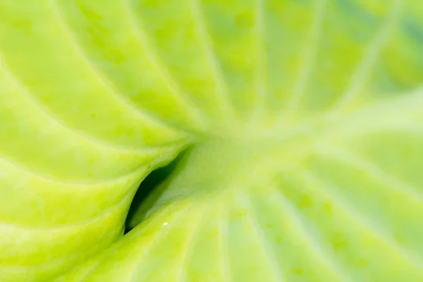 Feuille verte d'une plante d'hosta — Photo