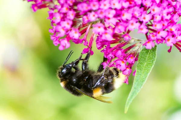 Bumblebee coletando néctar em uma flor budleja — Fotografia de Stock