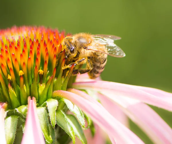 Abeille recueillant le nectar à une fleur de conifères — Photo