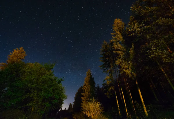 Orman ve yıldızlarla dolu bir gece göğü