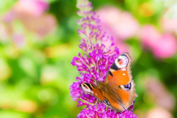 Pavo real mariposa recogiendo néctar en una flor budleja —  Fotos de Stock