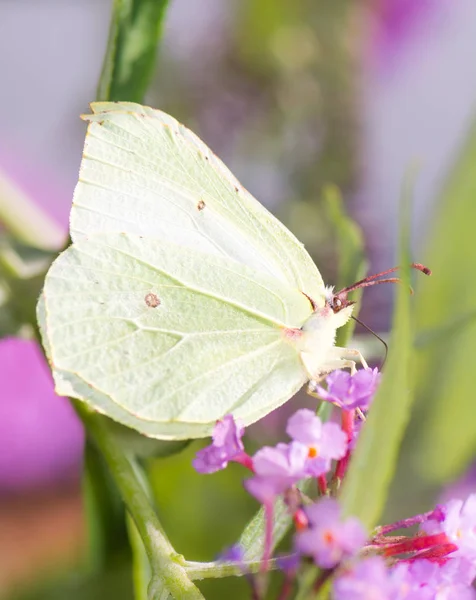 Brimstone Butterfly on a flower blossom — Stock Photo, Image