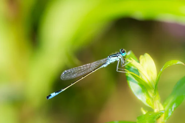 Bluetail damselfly on a green leaf — Stock Photo, Image
