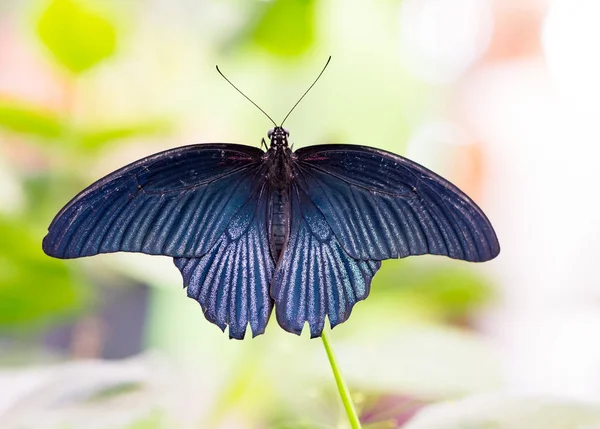 Tropisk stor mormonsommerfugl (Papilio Memnon ) – stockfoto