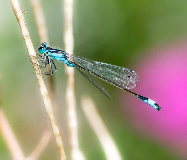 Bluetail damselfly on a twig — Stock Photo, Image