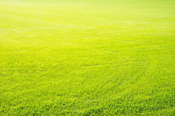 Fondo de hierba verde de corte corto perfecto — Foto de Stock