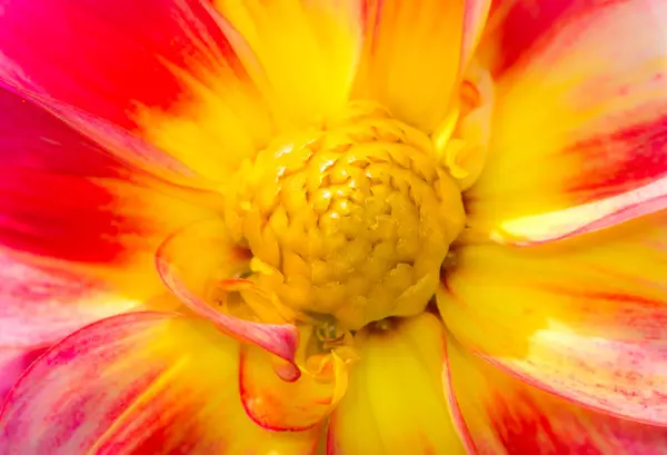 Dettaglio di un fiore di daliah — Foto Stock