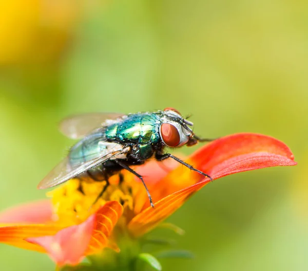 Macro of a fly on a red flower blossom — Stock Photo, Image