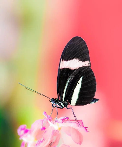 Mariposa tropical de la pasión-vid — Foto de Stock